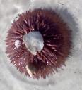 sea urchin