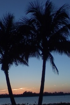 trees at sunrise on anna maria island